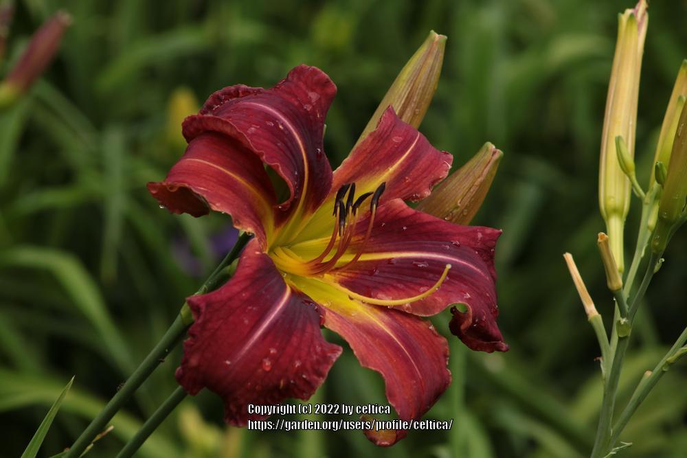 Photo of the bloom of Daylily (Hemerocallis 'Boitzer Mad Max') posted