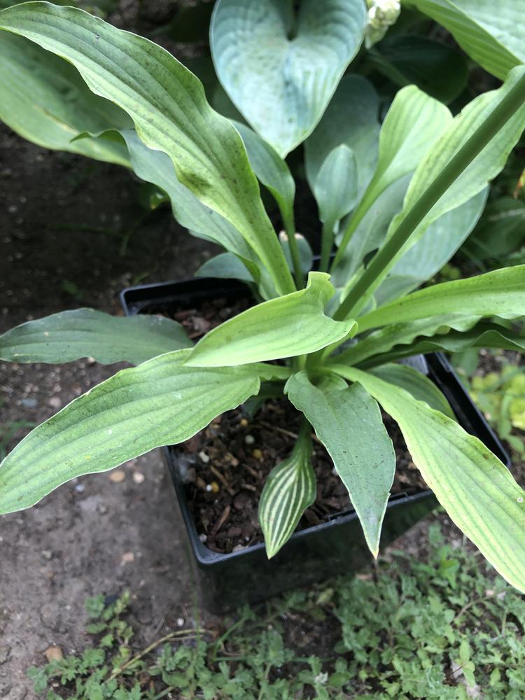 Photo of the entire plant of Hosta 'MitonoHana' posted by crawgarden