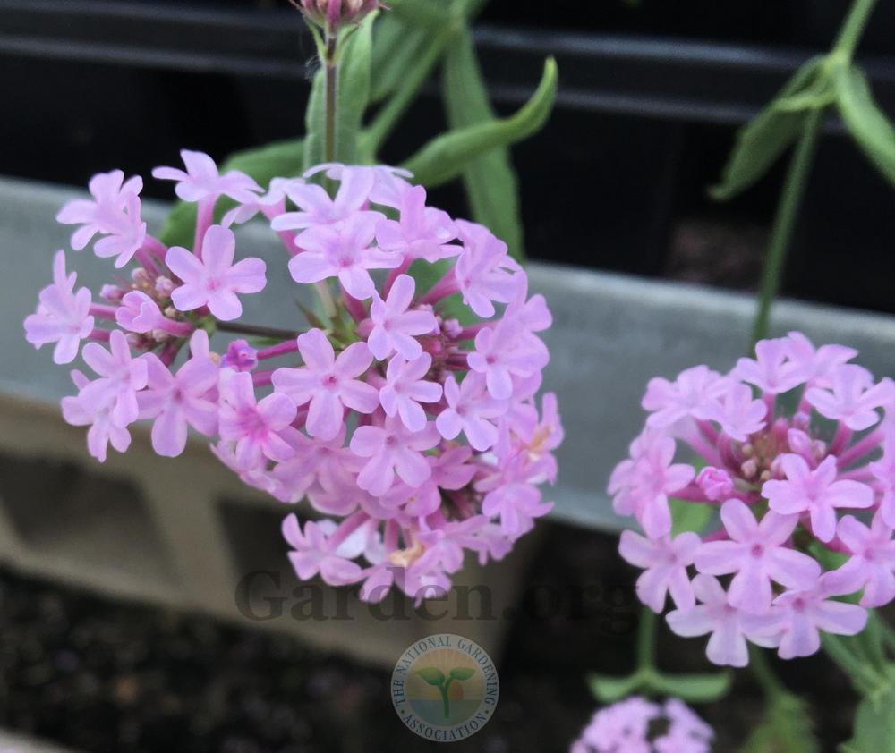Photo of the bloom of Slender Vervain (Verbena rigida Cake Pops® Pink