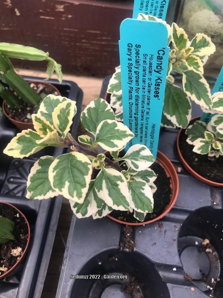 Photo of the entire plant of Syncolostemon 'Candy Kisses' posted by