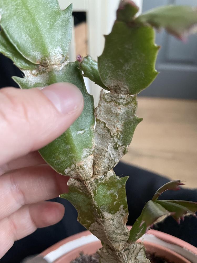 Infested Plant? in the Cactus and Succulents forum - Garden.org