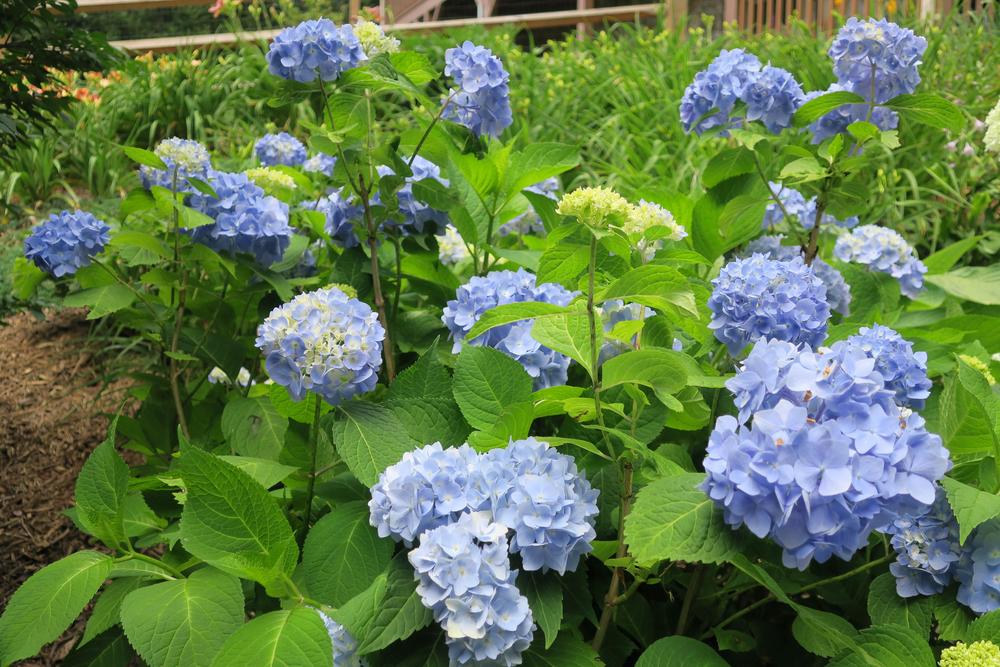 Photo of the bloom of Mophead Hydrangea (Hydrangea macrophylla 'Mini