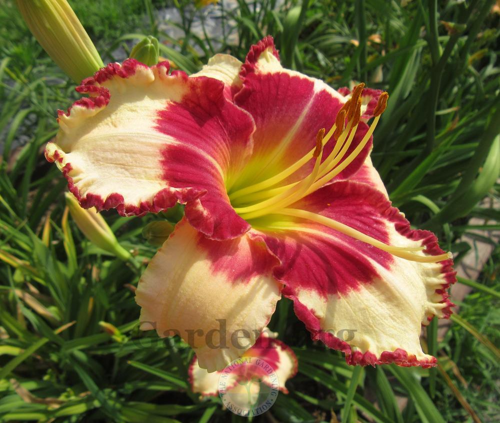 Daylily (Hemerocallis 'Remembered Kisses') in the Daylilies Database