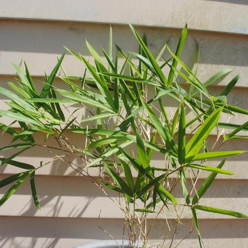 Switch Cane (Arundinaria tecta)