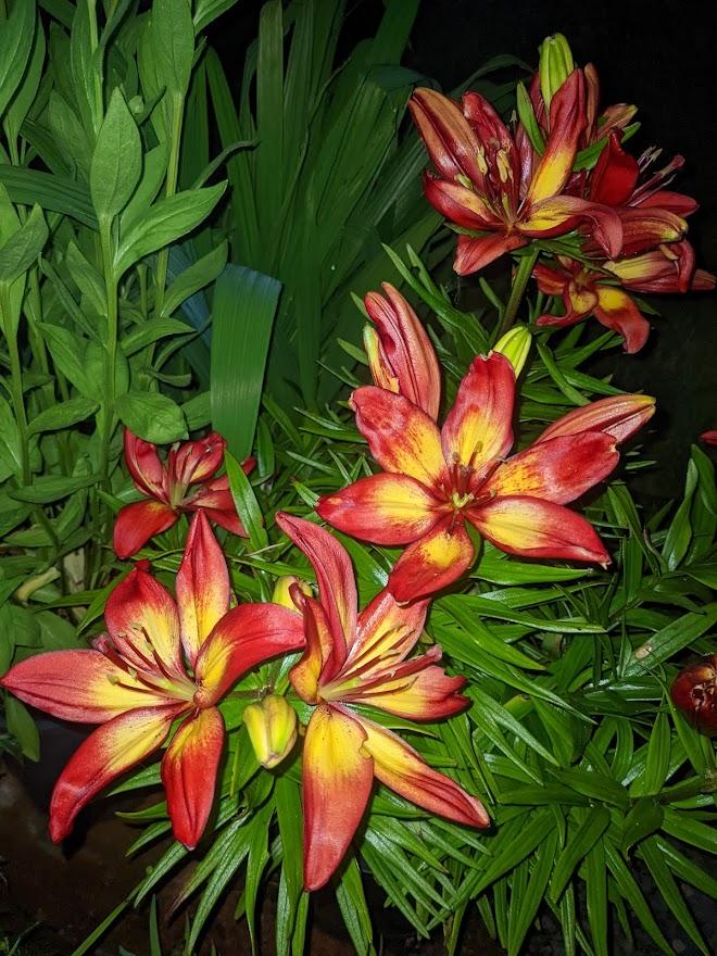 Photo of the entire plant of Asiatic Pot Lily (Lilium 'Majestic Joy