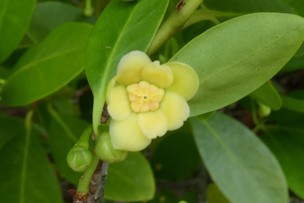 Yellow Anise (Illicium parviflorum)