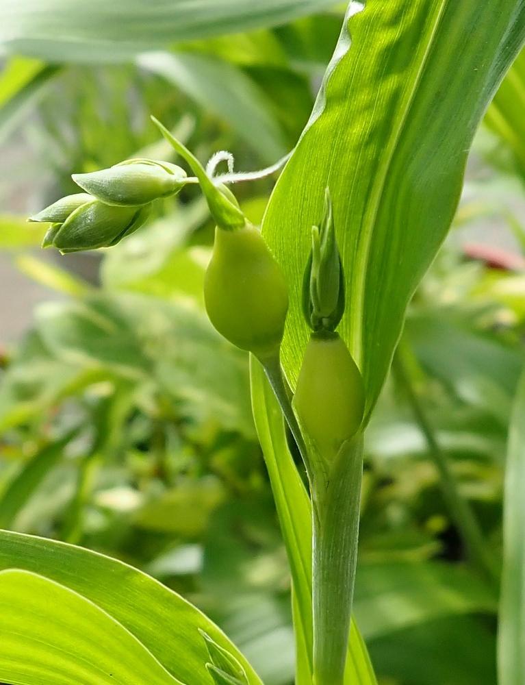Photo of the seed pods or heads of Job's Tears (Coix lacrymajobi