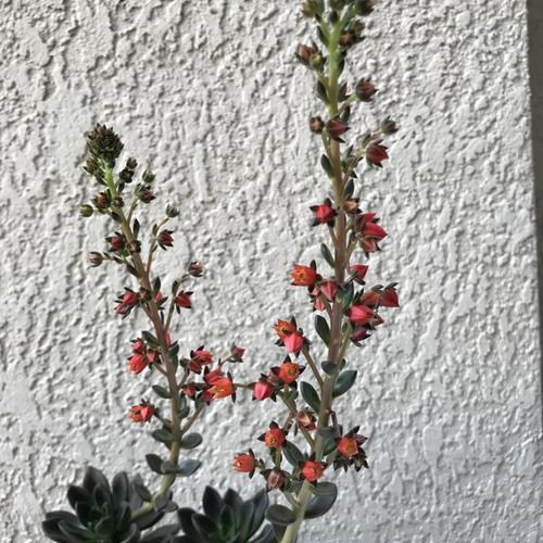 Echeveria 'Licorice' in the Echeverias Database