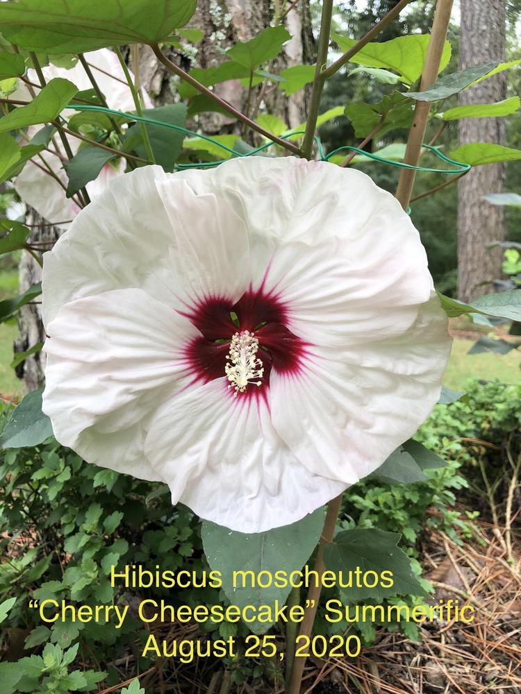 Photo of the bloom of Hybrid Hardy Hibiscus (Hibiscus Summerific