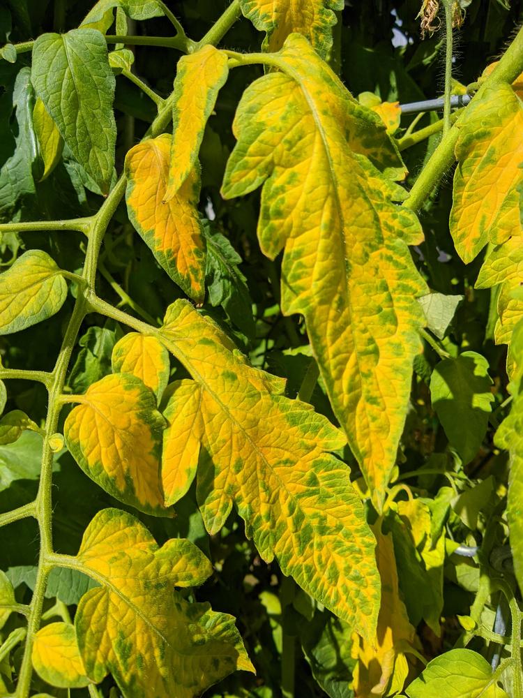 Tomato plants yellowing / dying in the Vegetables and Fruit forum