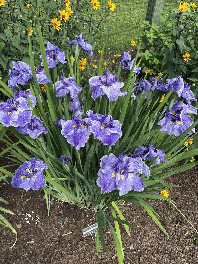 Photo of the entire plant of Japanese Iris (Iris ensata 'Center of