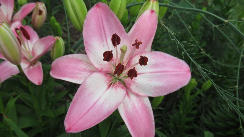 Lily (Lilium 'Vermeer') in the Lilies Database - Garden.org