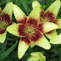 Lily (Lilium 'Back Spider') in the Lilies Database - Garden.org