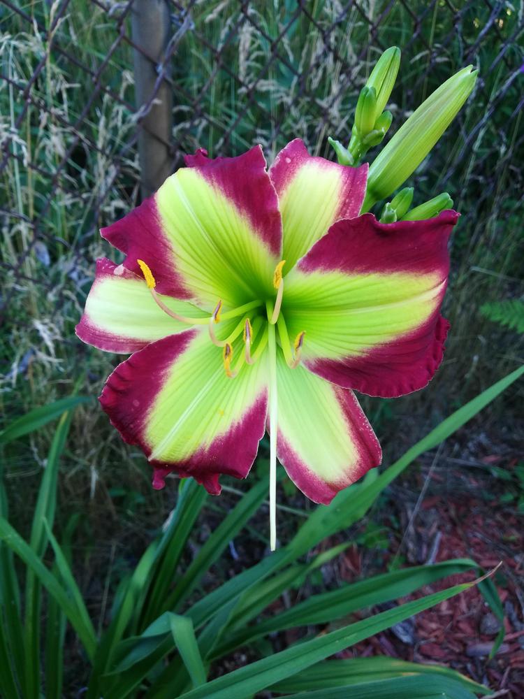 Photo of the bloom of Daylily (Hemerocallis 'Starburst Galaxy') posted