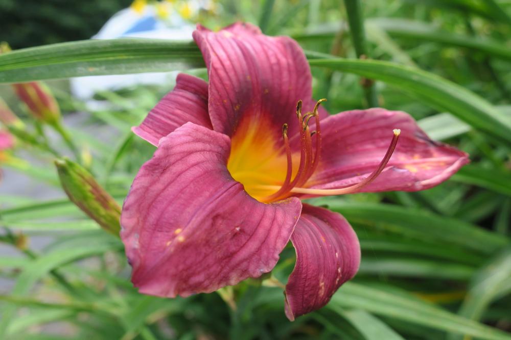 Daylily (Hemerocallis 'Grape Magic') in the Daylilies Database - Garden.org