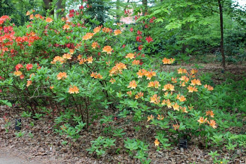 Rhododendron 'Salmon Queen' in the Rhododendrons Database