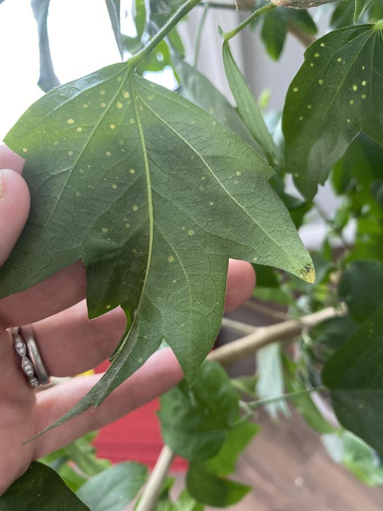 What are these spots on my hibiscus? in the Hibiscus forum