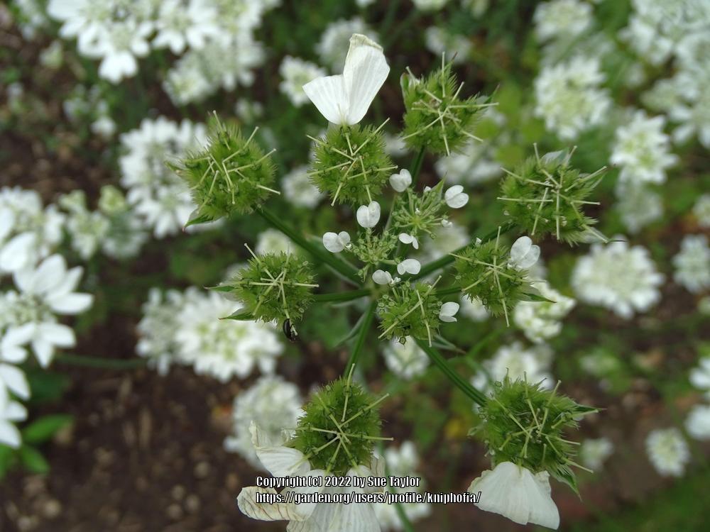 Photo of the seed pods or heads of White Lace Flower (Orlaya