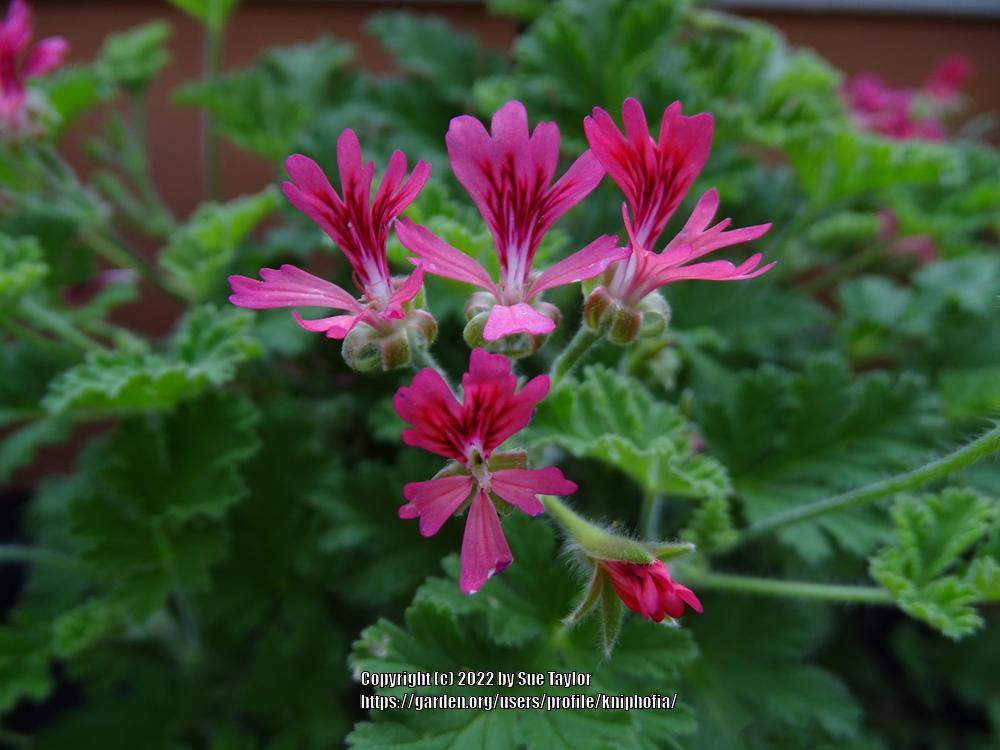 Scented Geranium (Pelargonium 'Concolor Lace') in the Pelargoniums