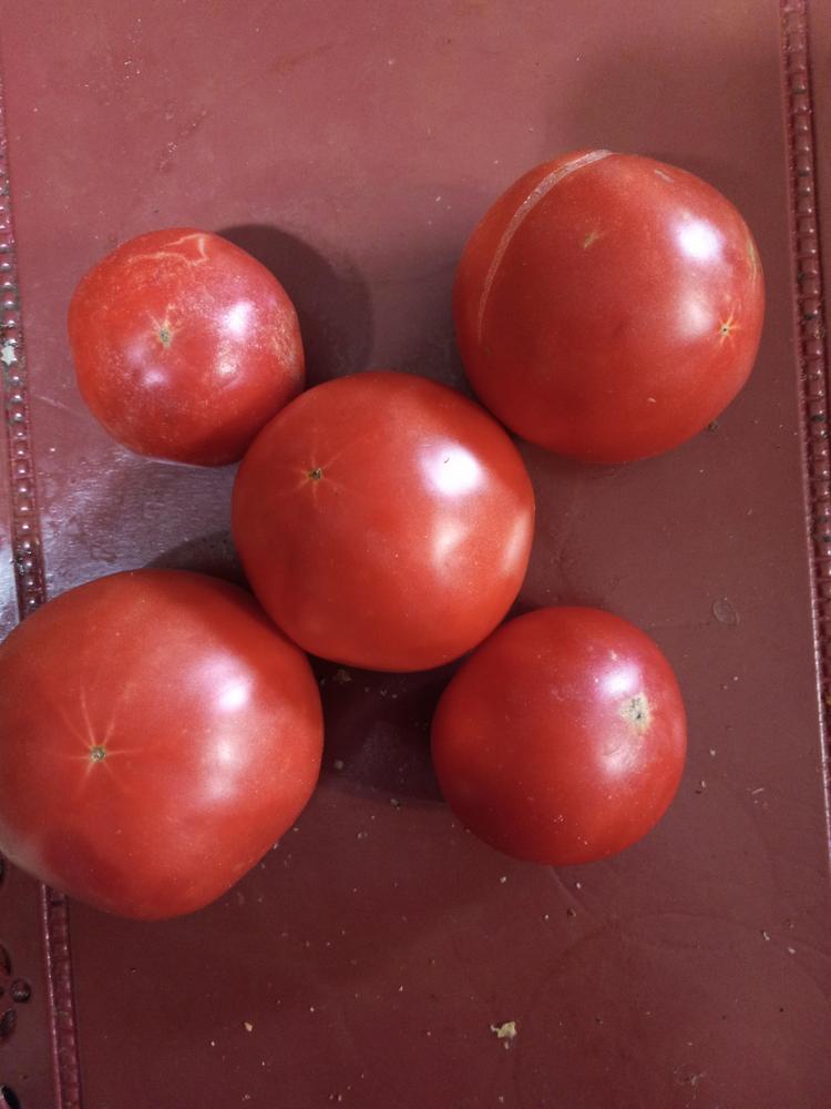Photo of the fruit of Tomato (Solanum lycopersicum 'Mountain Rouge