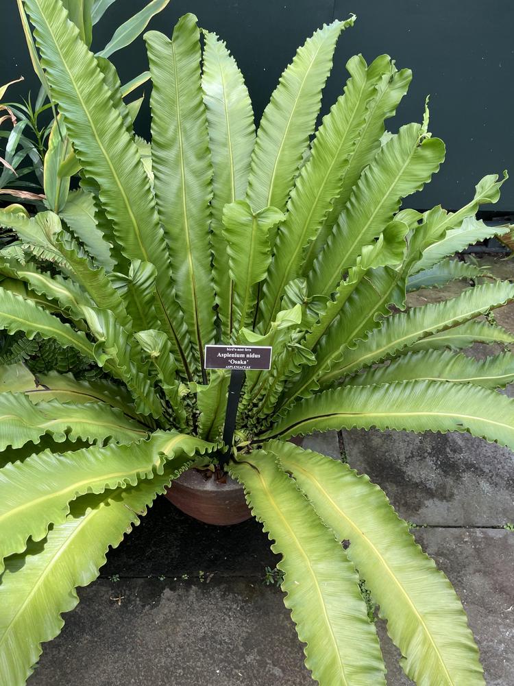 Photo of the entire plant of Bird's Nest Fern (Asplenium nidus 'Osaka
