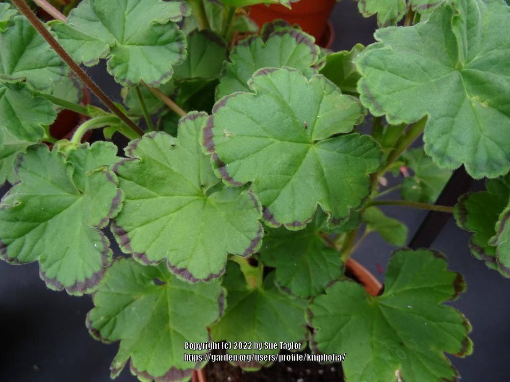 Photo of the leaves of Fancy Leaf Pelargonium (Pelargonium 'Maureen ...