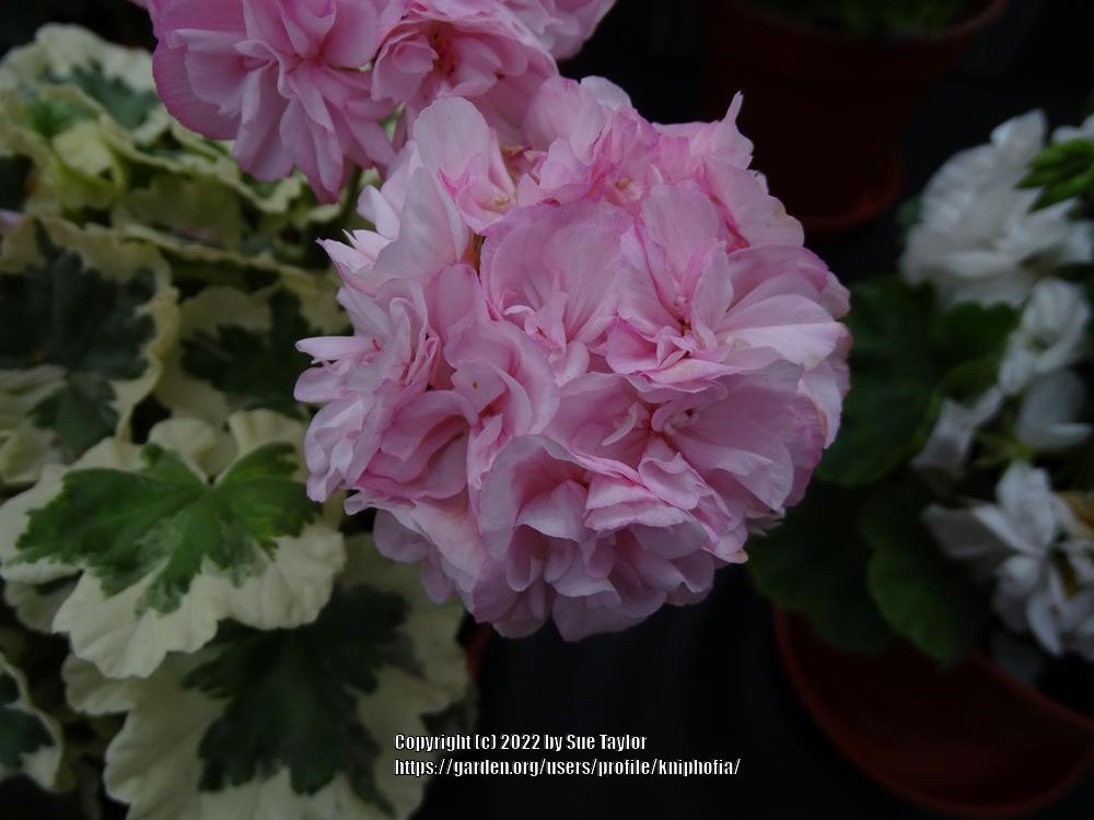 Photo of the bloom of Storksbill (Pelargonium 'Westdale Appleblossom