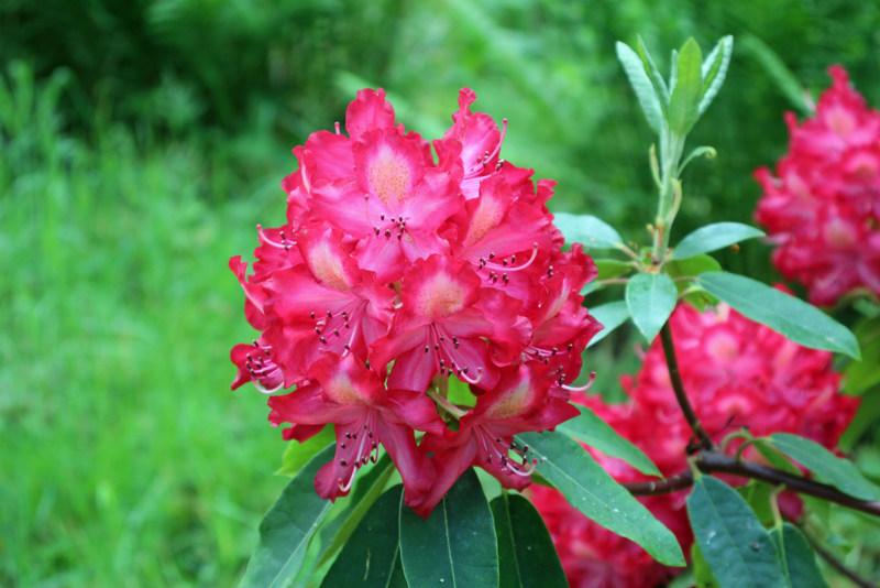 June Fire Rhododendron Rhododendron 'June Fire' in the Rhododendrons Database - Garden.org