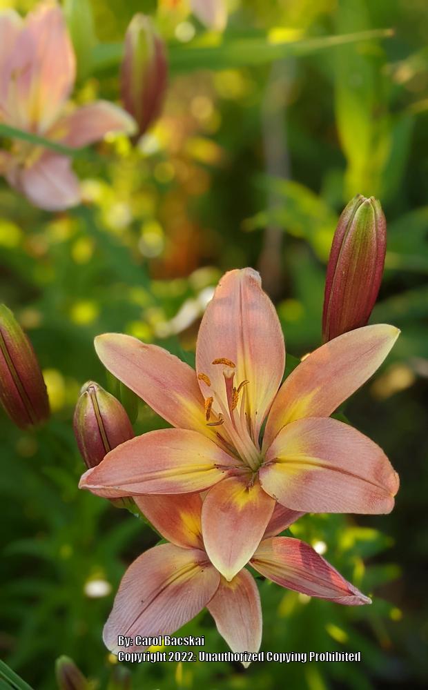 Lily (Lilium 'Easy Fantasy') in the Lilies Database