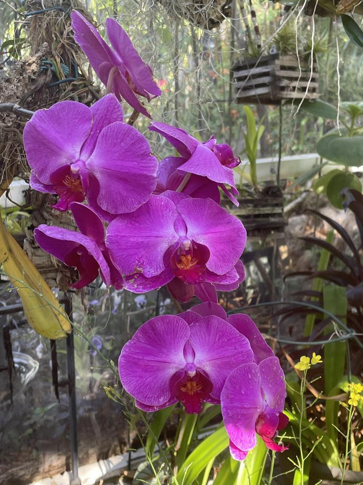 No flower spikes on my orchid in the Orchids forum