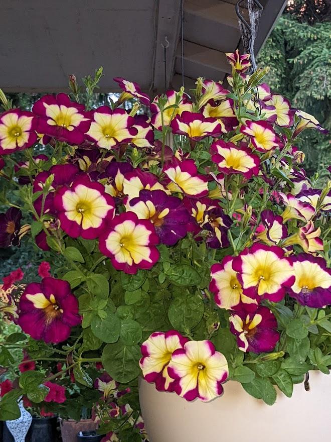 Petunia Headliner™ Banana Cherry in the Petunias Database