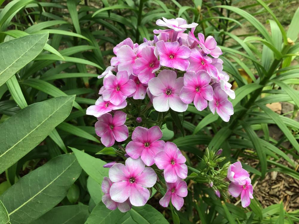 Photo of the bloom of Tall Phlox (Phlox paniculata) posted by