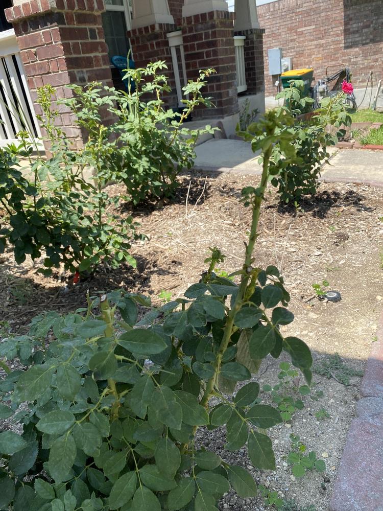 Growing roses in San Antonio in the Roses forum