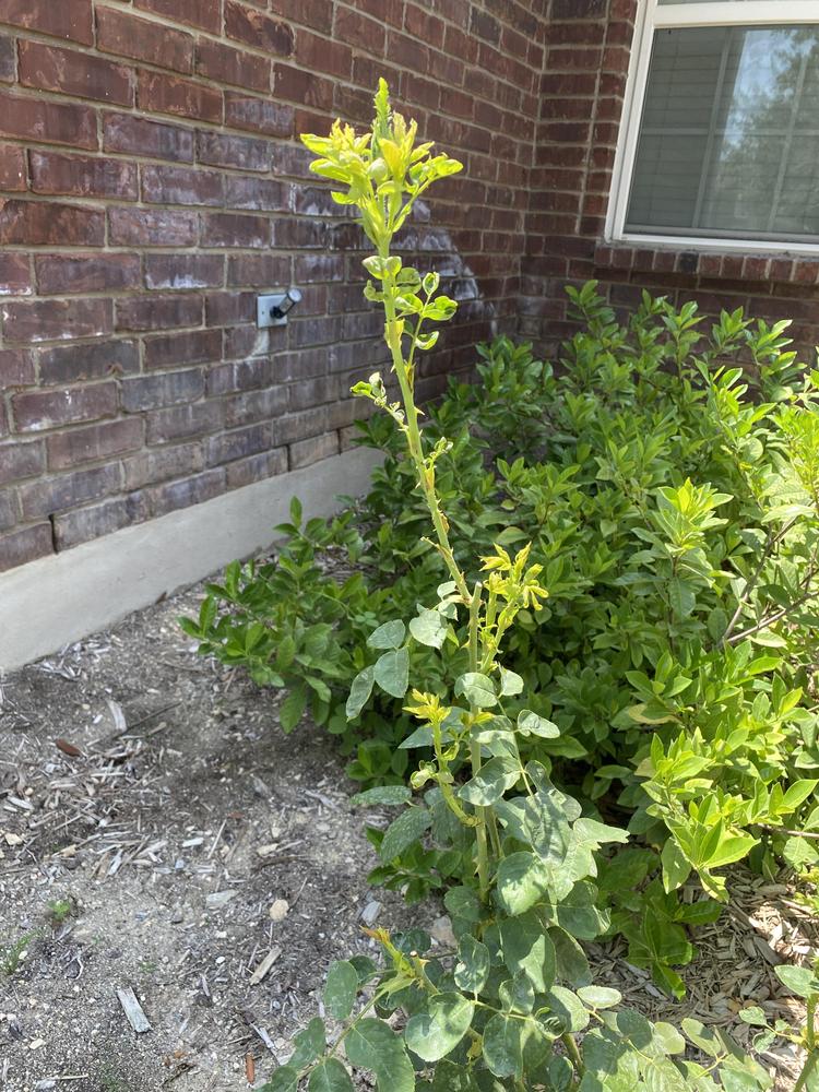 Growing roses in San Antonio in the Roses forum
