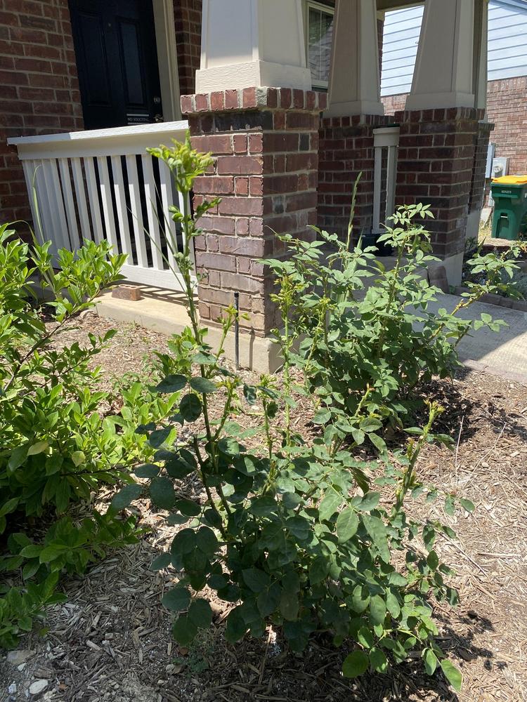 Growing roses in San Antonio in the Roses forum