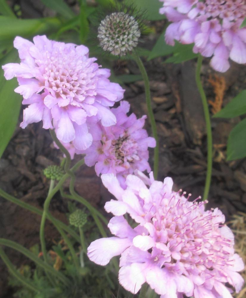 Photo of the bloom of Dwarf Pincushion Flower (Scabiosa columbaria