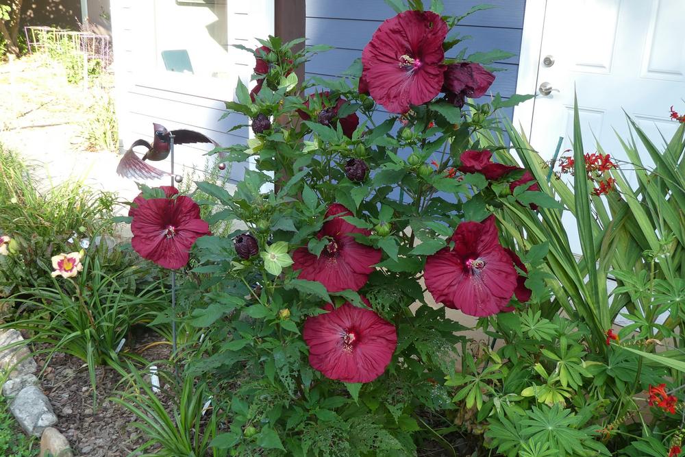 Photo of the entire plant of Hybrid Hardy Hibiscus (Hibiscus