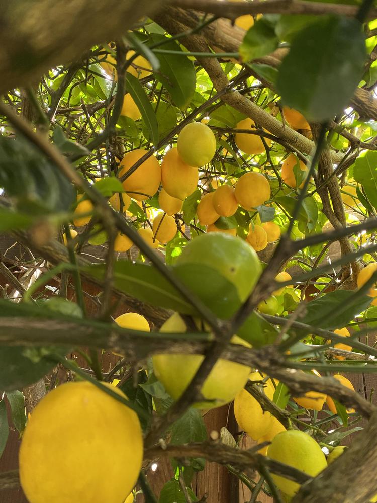 Meyer Lemon Tree (Zone 10A) Overwatered or under fed? in the