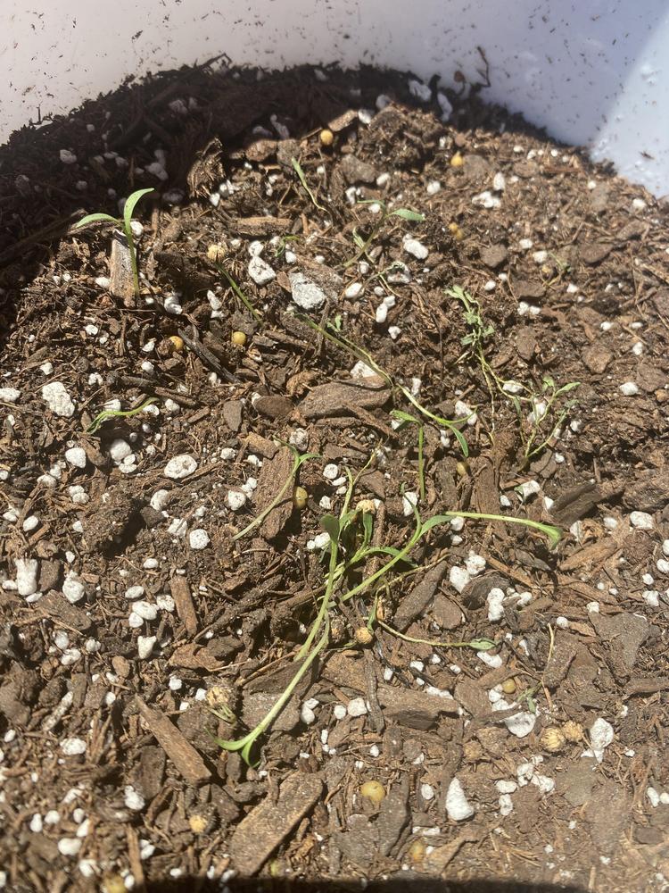 How do I fix leaning or drooping cilantro? in the Ask a Question forum