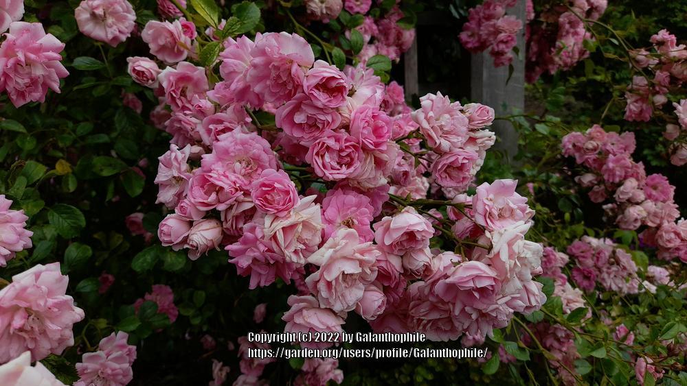 Rambling Rose (Rosa 'Debutante') in the Roses Database