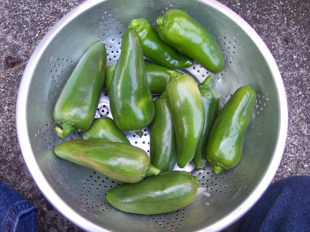 Photo of the fruit of Jalapeno Pepper (Capsicum annuum 'Paquime