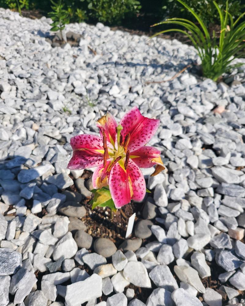 Stargazer lilies deformed in the Lilies forum