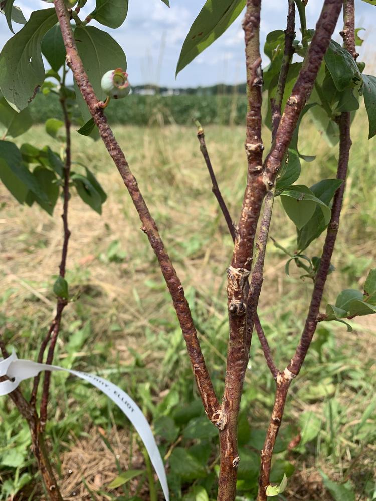 Blueberry Bush Diseased? in the Ask a Question forum