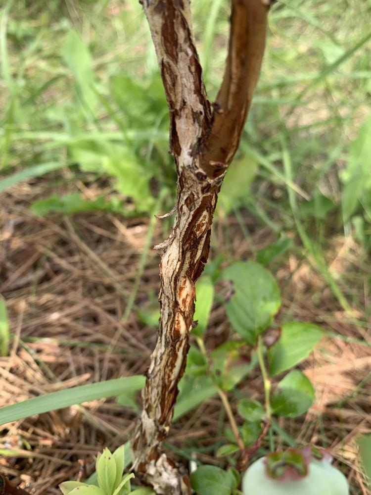 Blueberry Bush Diseased? in the Ask a Question forum