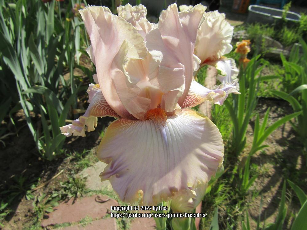 Tall Bearded Iris (Iris 'Lady Jane') in the Irises Database
