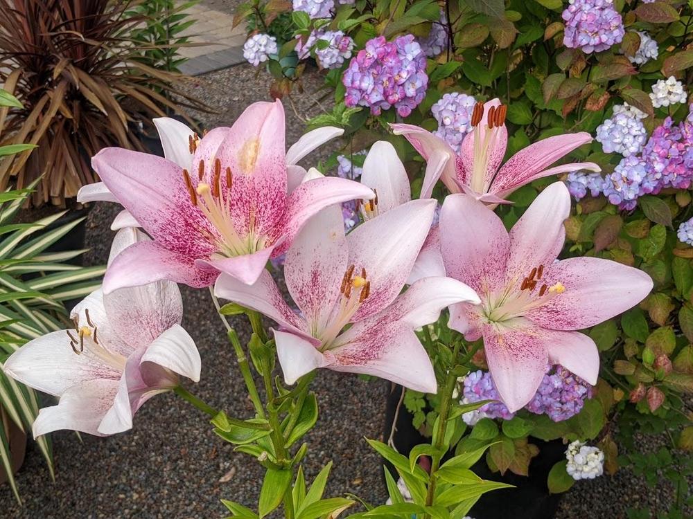 Photo of the bloom of Lily (Lilium 'Pink Brush') posted by Joy