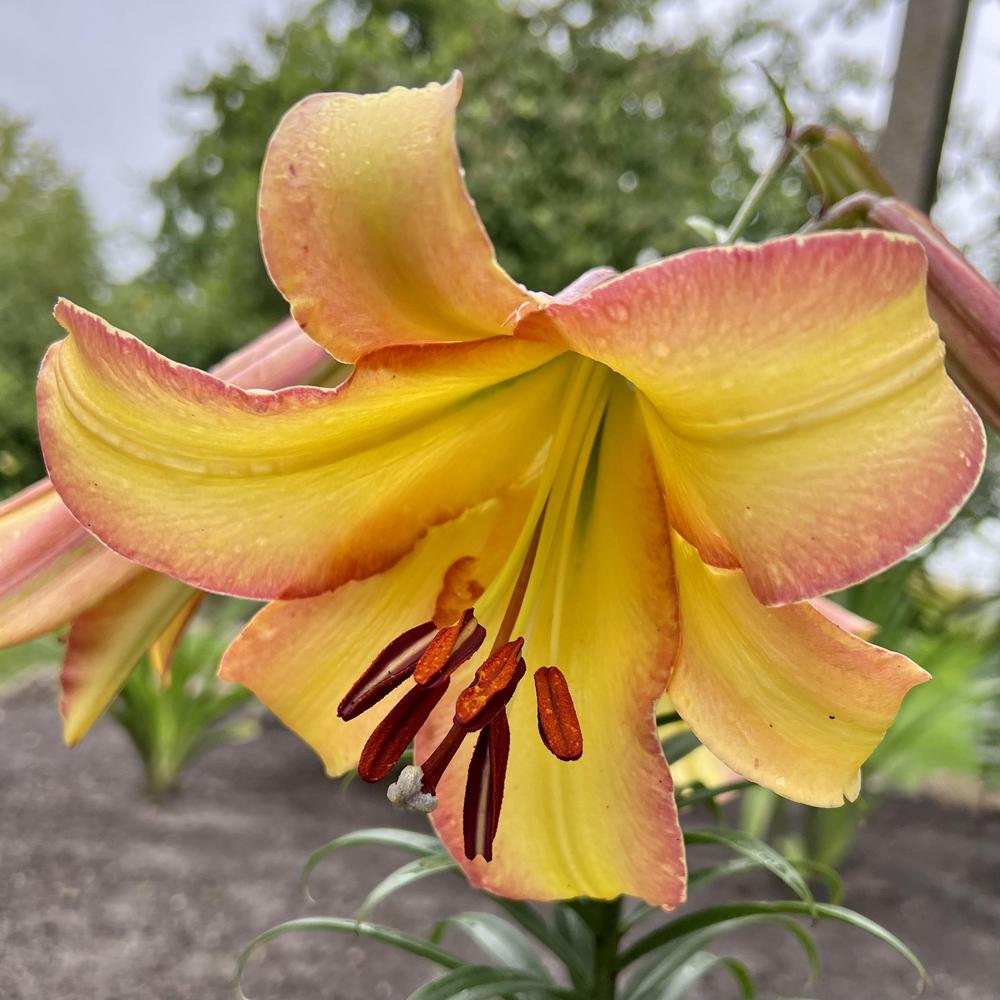 Trumpet lily (Lilium 'Rising Moon') in the Lilies Database