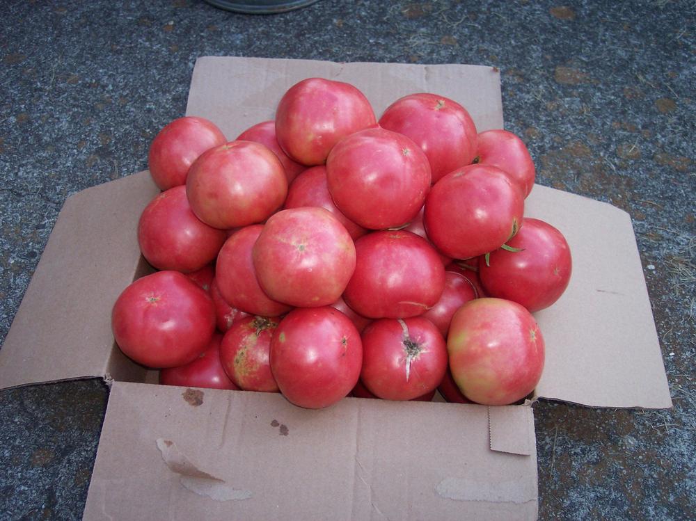 Tomato (Solanum lycopersicum 'Mountain Rouge') in the Tomatoes Database