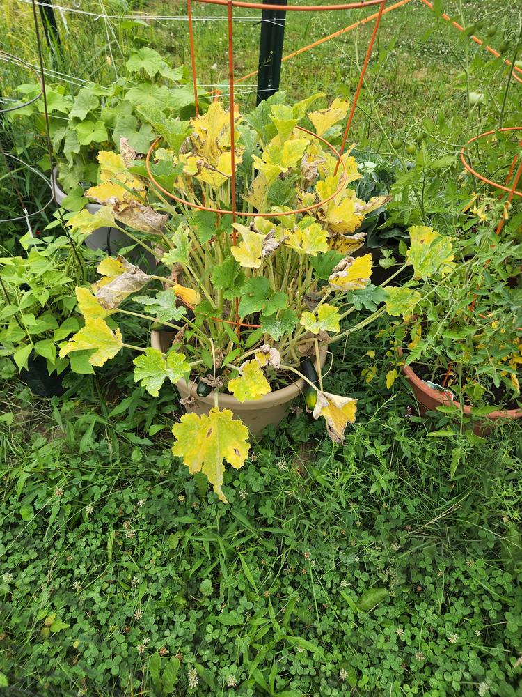 squash plants dying in the Ask a Question forum