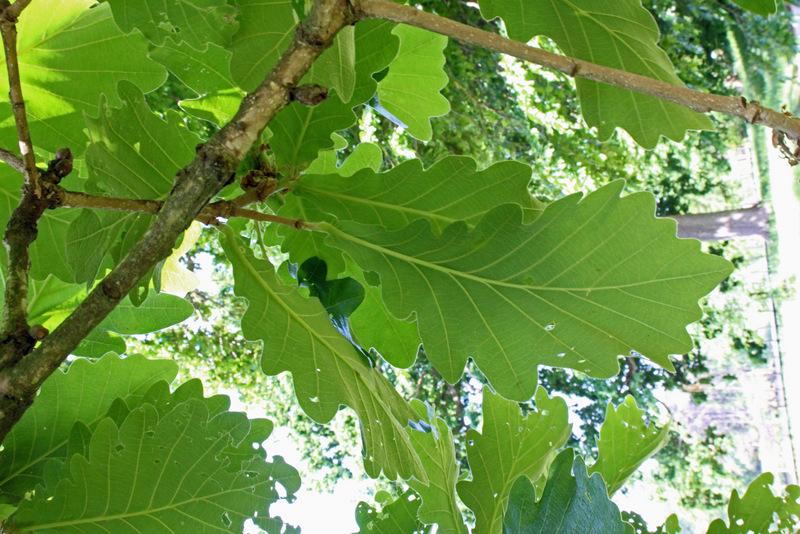 Photo of the leaves of Japanese Emperor Oak (Quercus dentata 'C.F